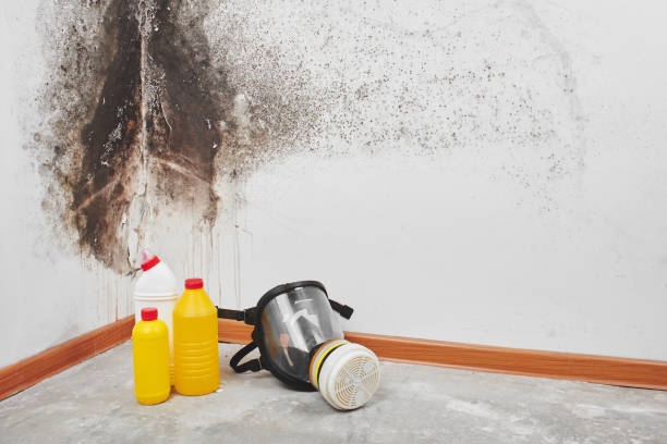 Best Mold Remediation for Specific Building Types in Wellman, IA