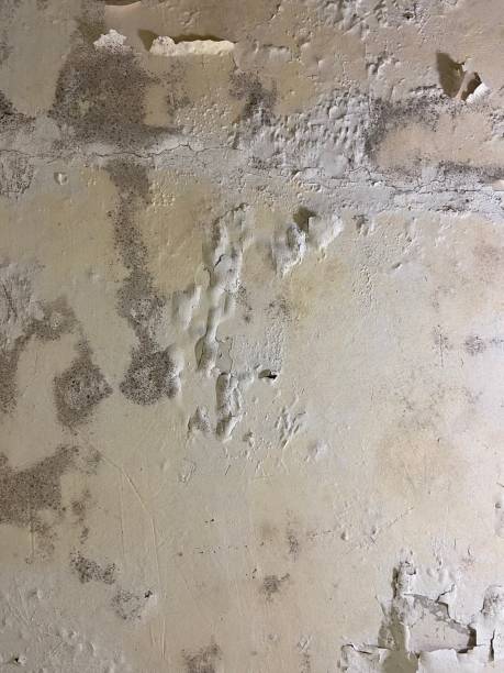 Best Attic Mold Remediation in Wellman, IA