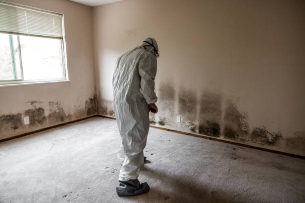 Best Insurance-Related Mold Remediation in Wellman, IA