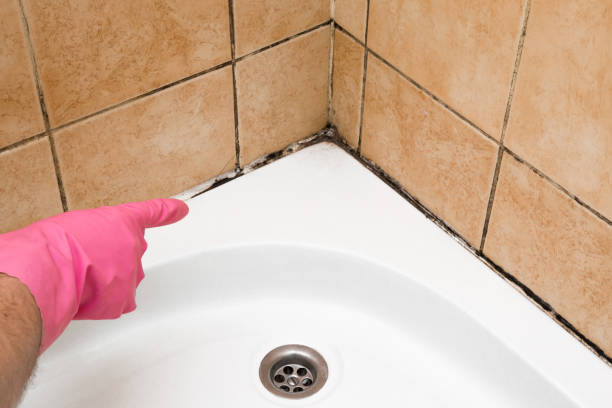 Best Basement Mold Remediation in Wellman, IA